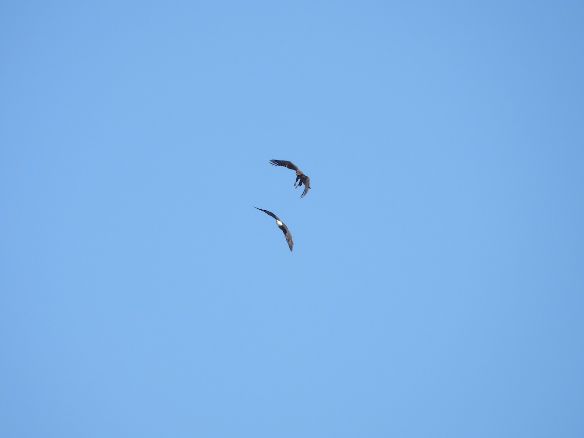 Bald Eagle - ML629663937