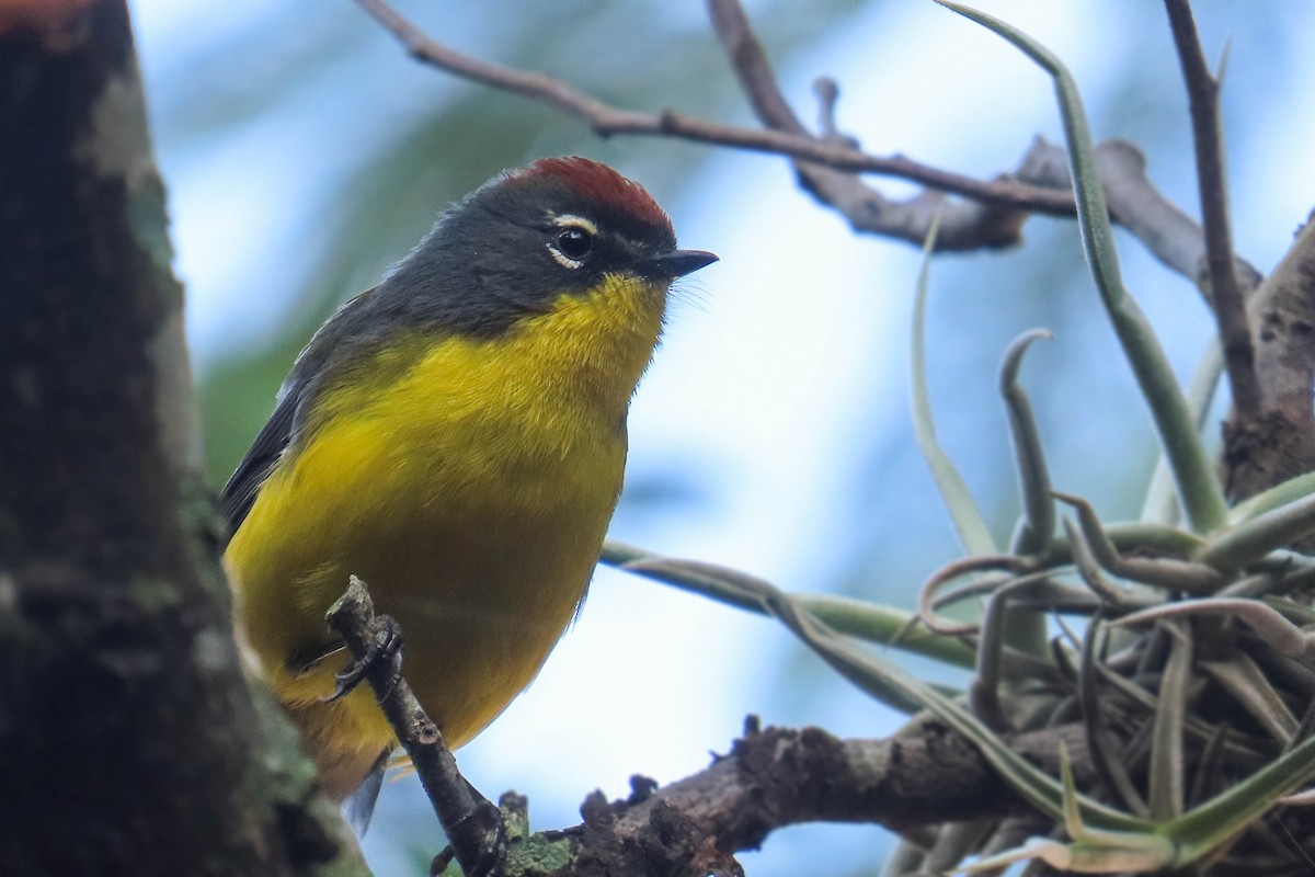 Brown-capped Redstart - ML629663945