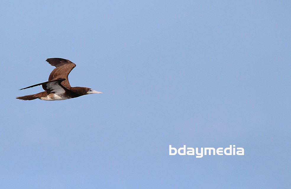 Brown Booby - ML629663993
