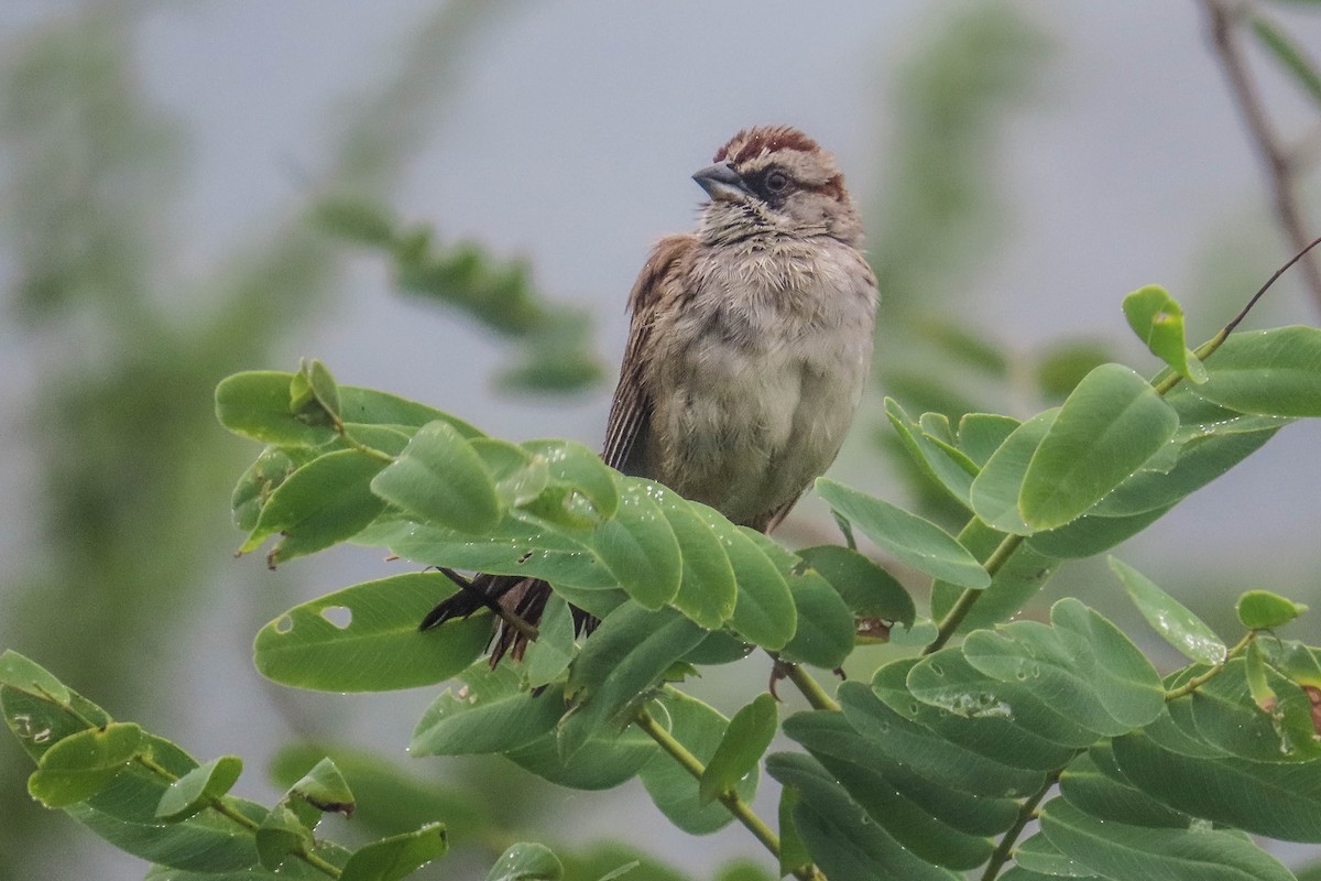 Yungas Sparrow - ML629664063