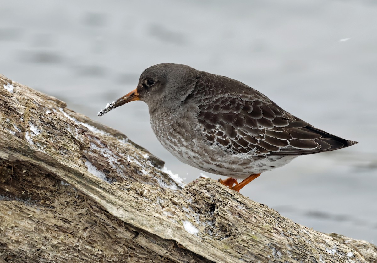 Purple Sandpiper - ML629664066