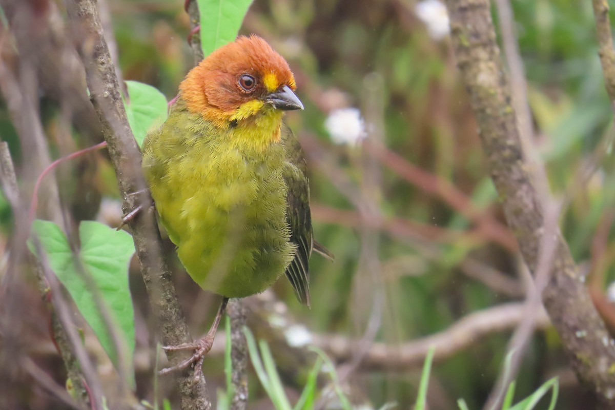 Fulvous-headed Brushfinch - ML629664164