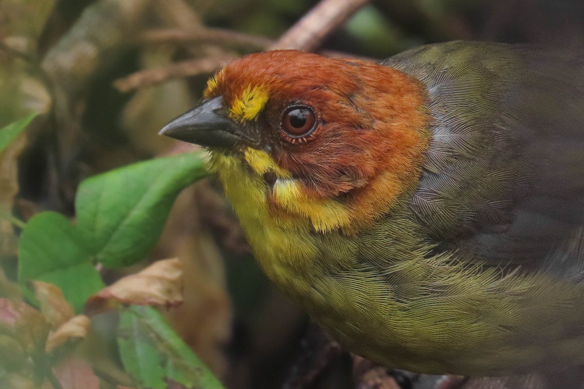 Fulvous-headed Brushfinch - ML629664165