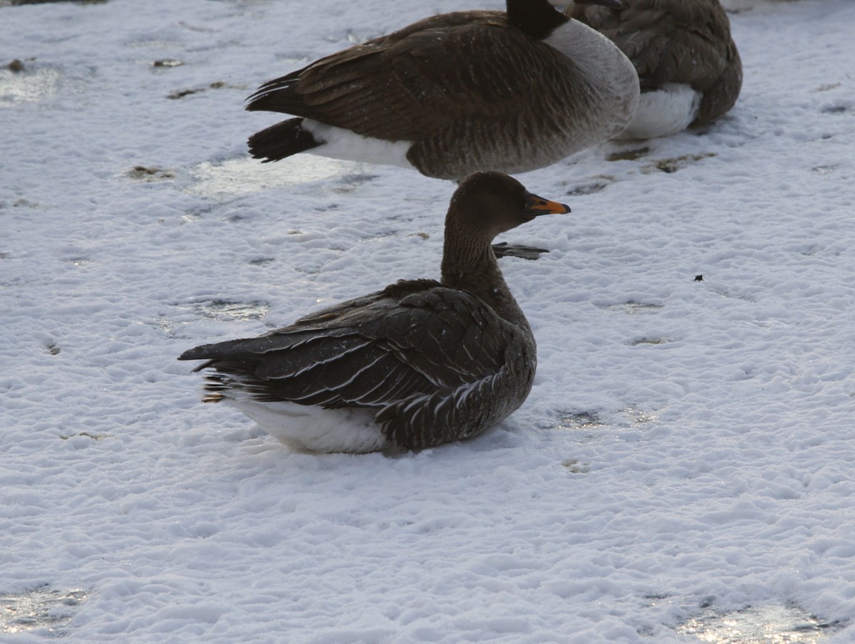 Taiga Bean-Goose - ML629664327