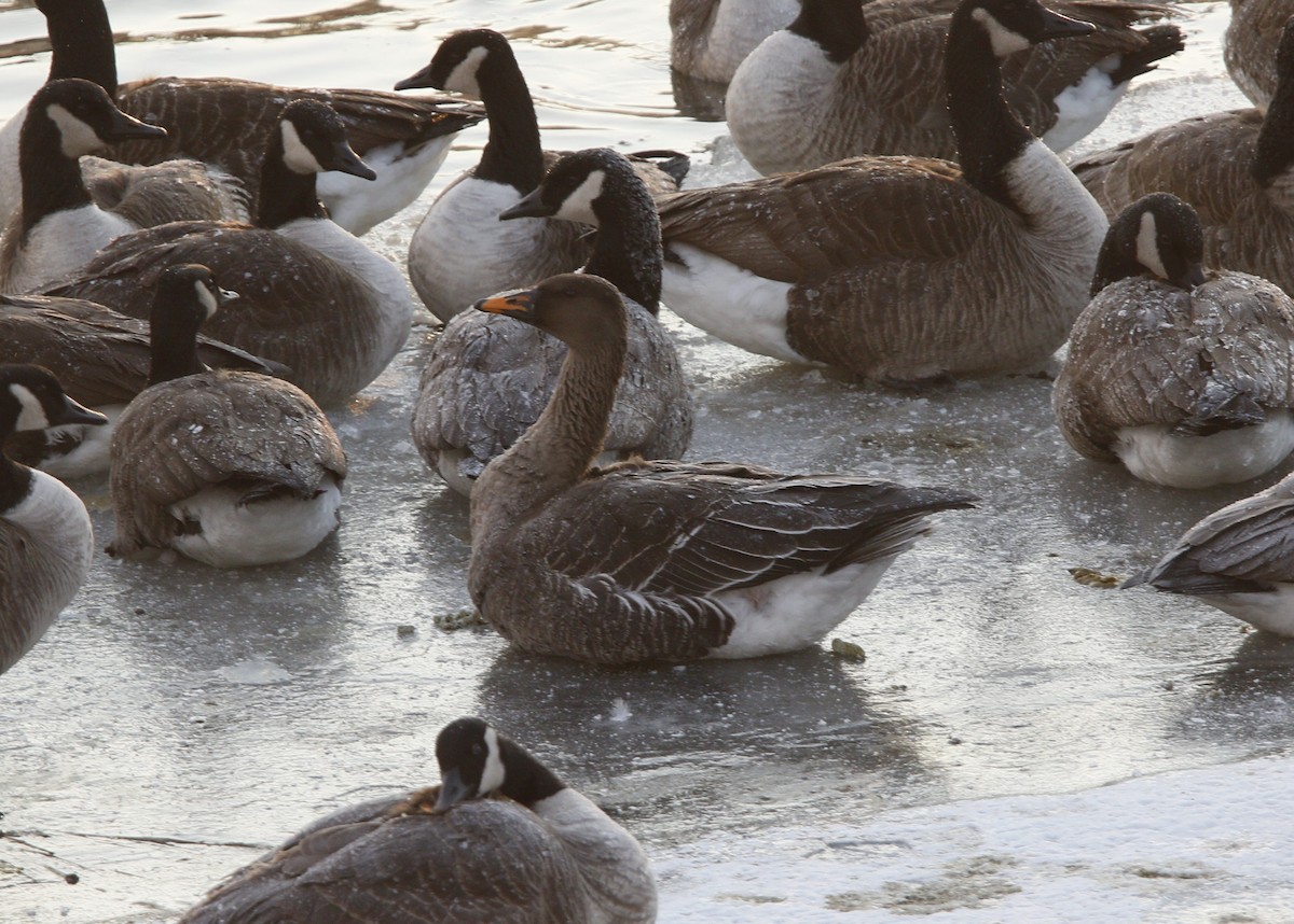 Taiga Bean-Goose - ML629664328