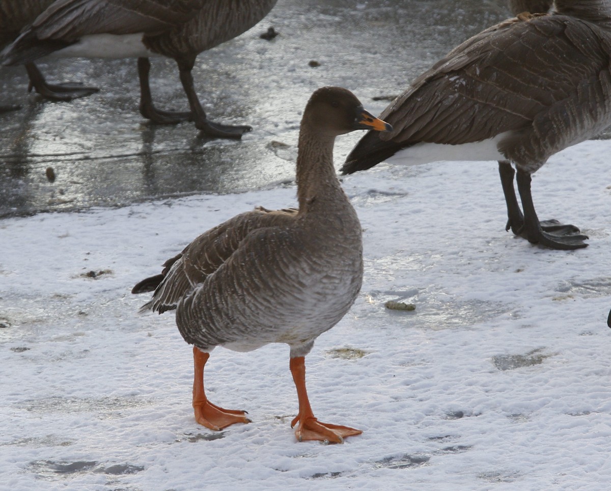 Taiga Bean-Goose - ML629664329