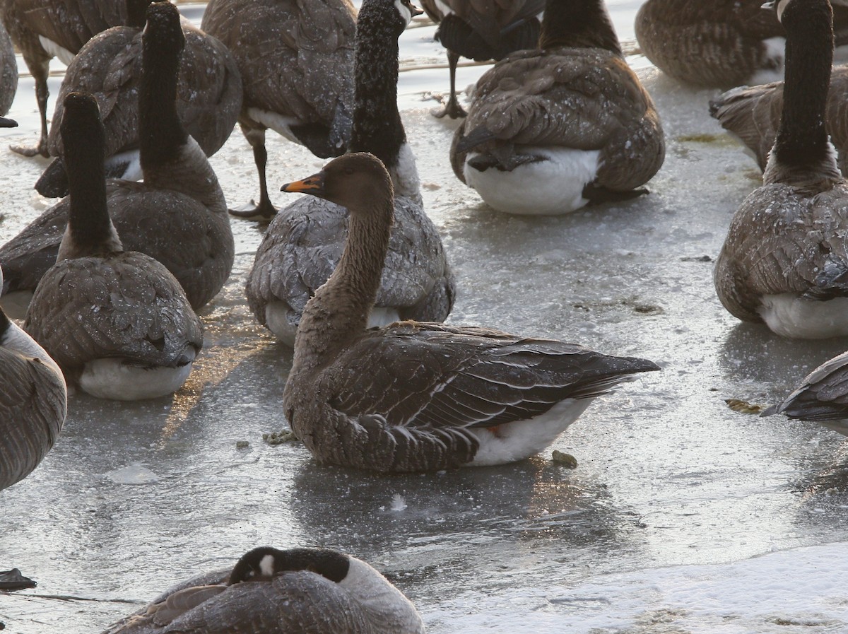 Taiga Bean-Goose - ML629664330