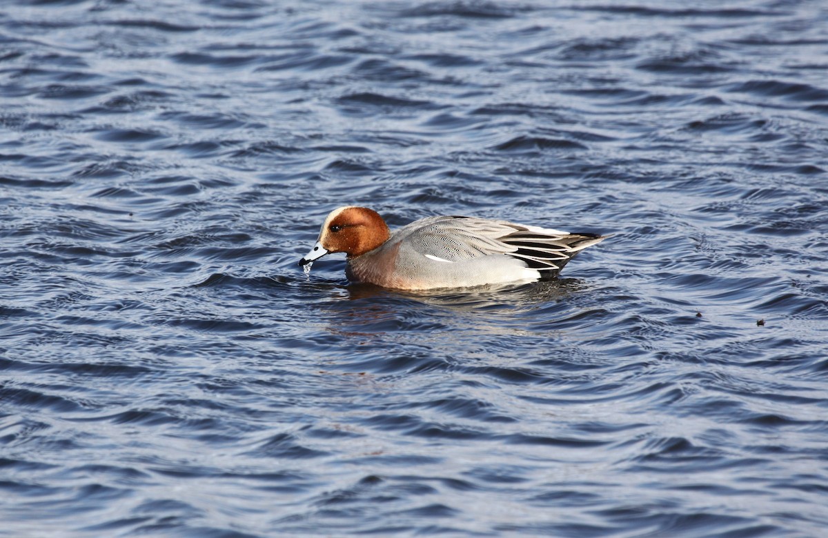 Eurasian Wigeon - ML629664364