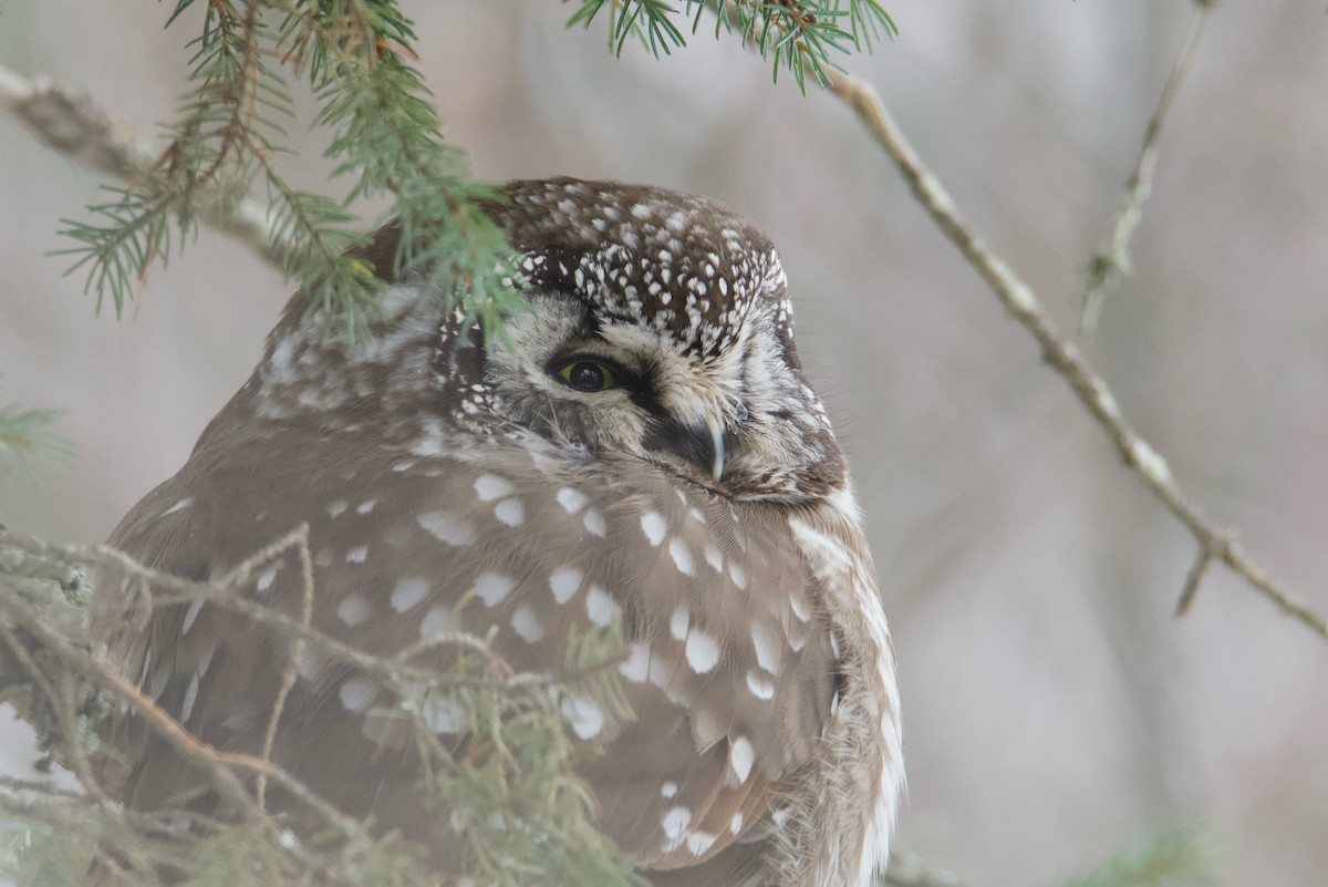 Boreal Owl - ML629664652
