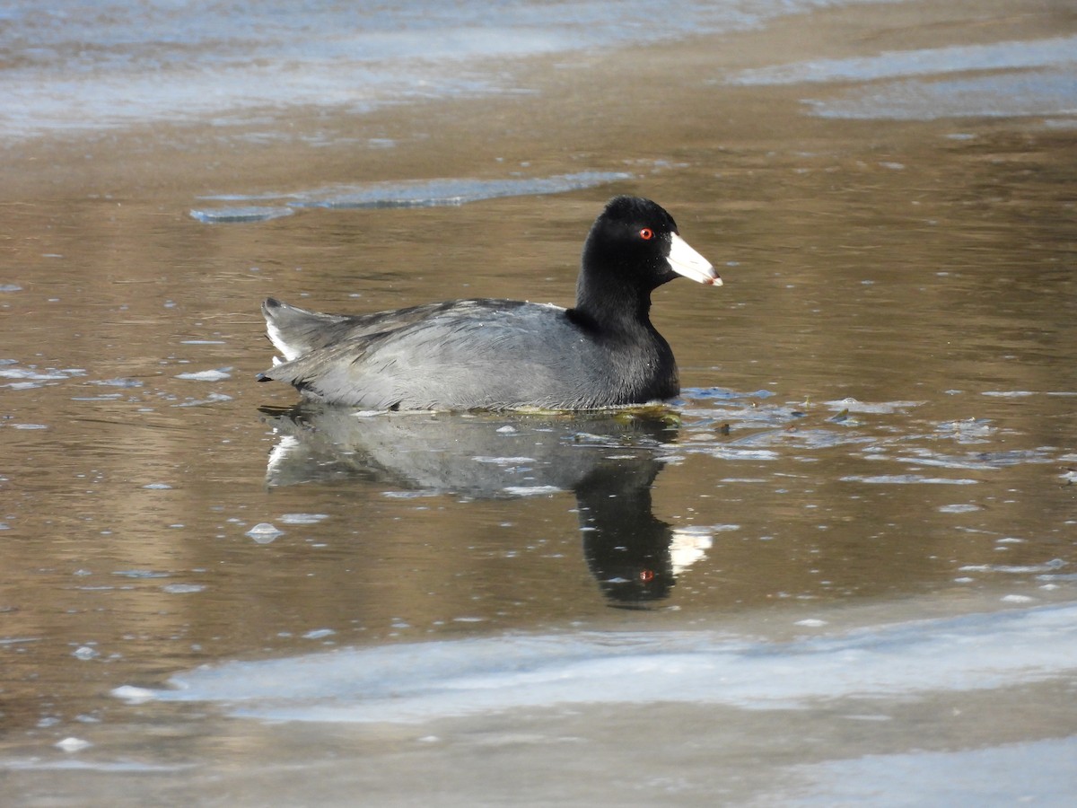 American Coot (Red-shielded) - ML629664923