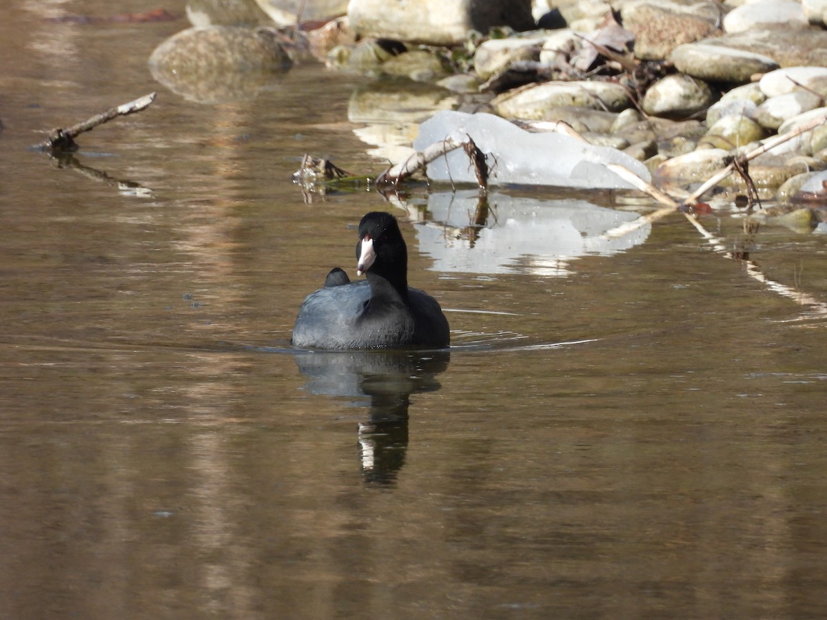 American Coot (Red-shielded) - ML629664924