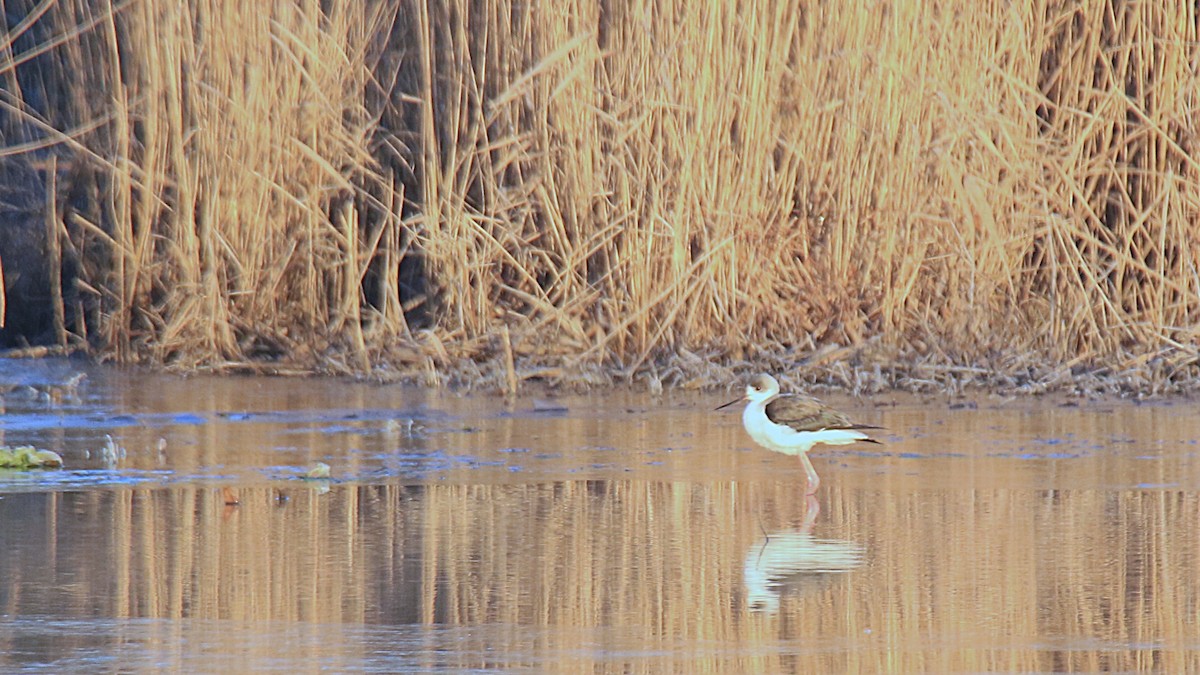 Black-winged Stilt - ML629665021
