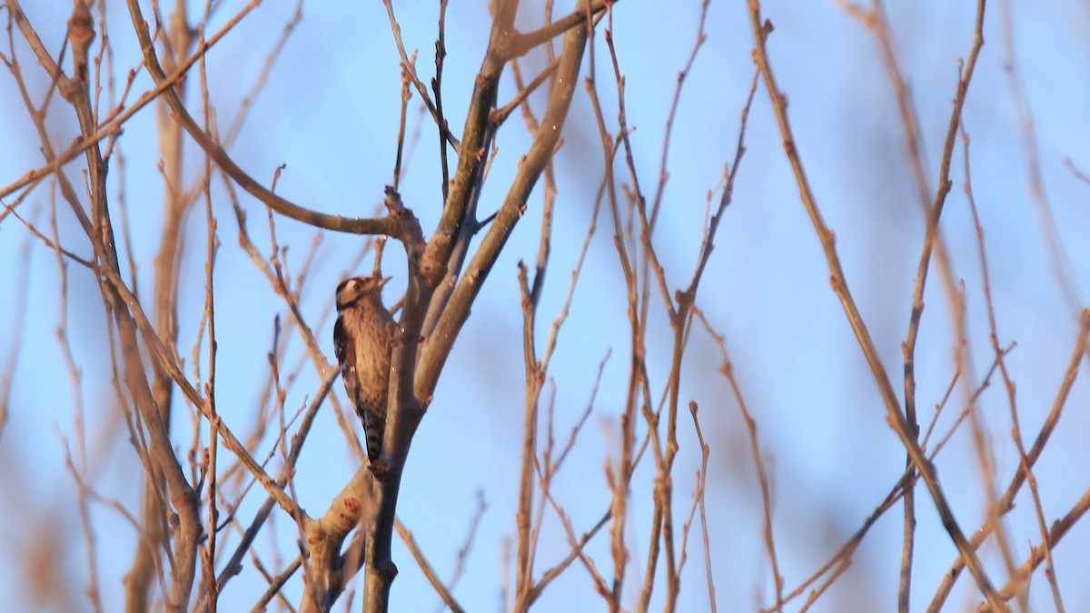 Lesser Spotted Woodpecker - ML629665044
