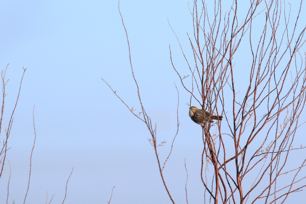 Common Chiffchaff - ML629665058