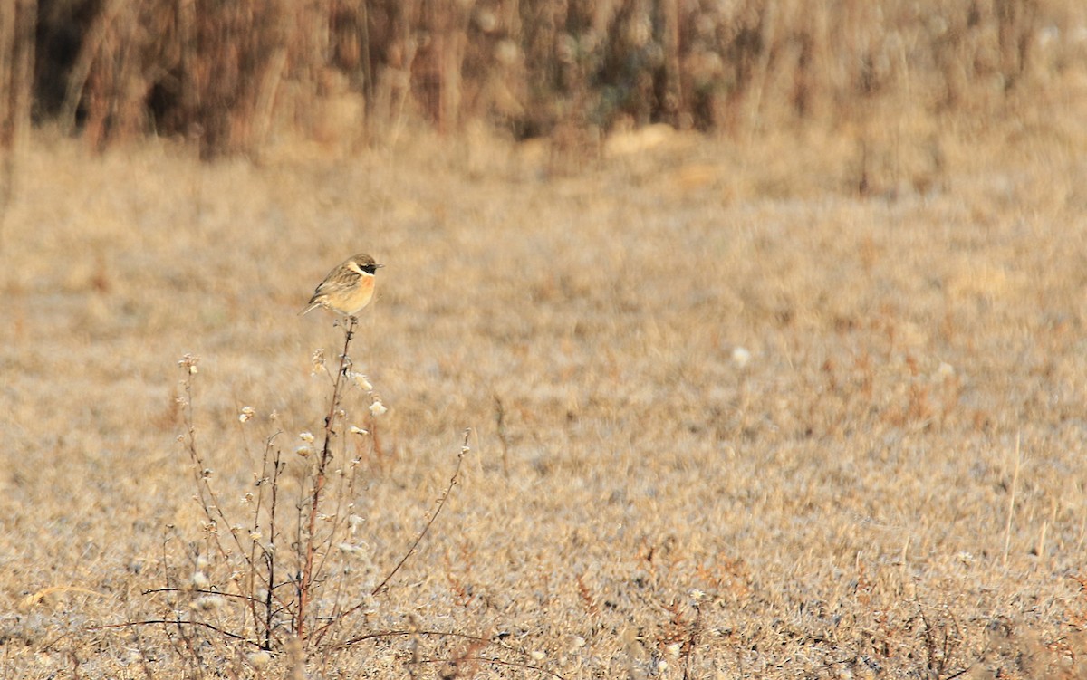 European Stonechat - ML629665069