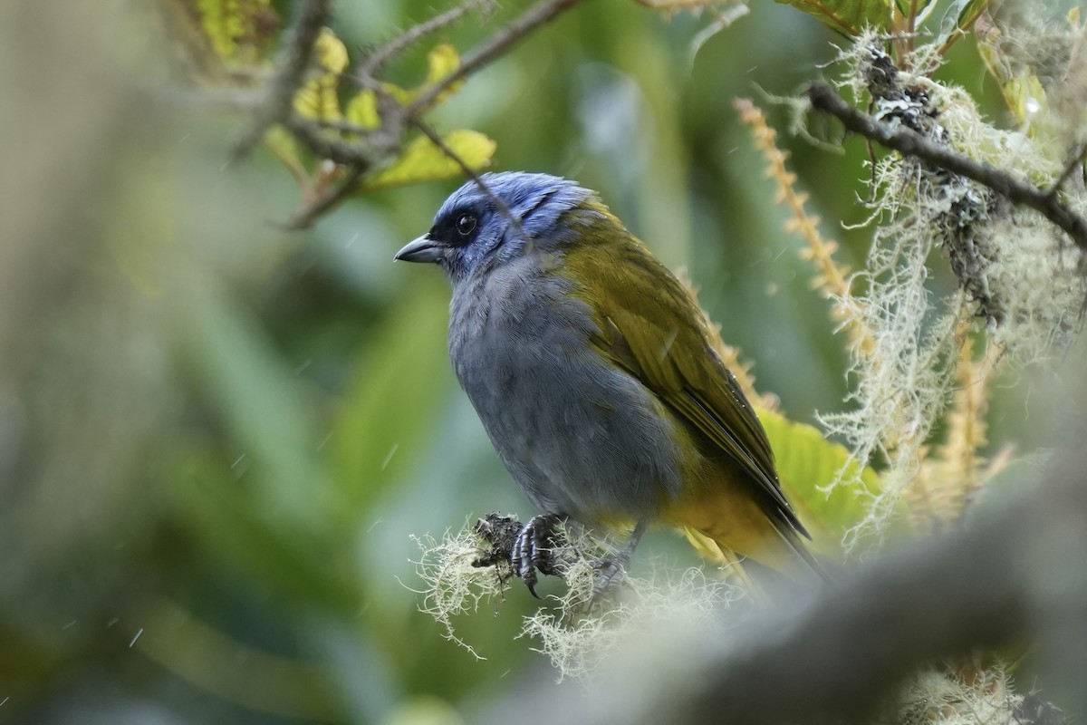 Mavi Başlı Tangara - ML629665088