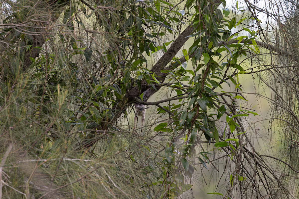 Black-backed Bittern - ML629665189