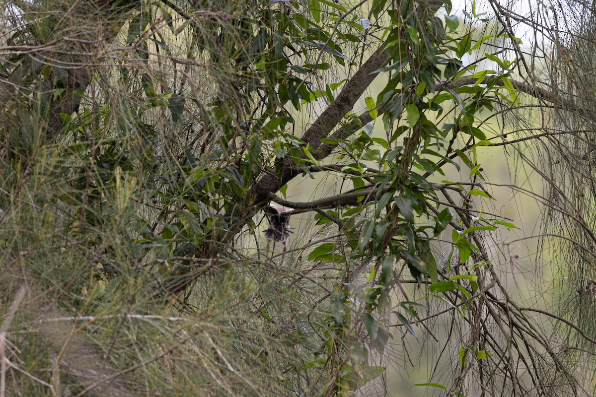 Black-backed Bittern - ML629665190