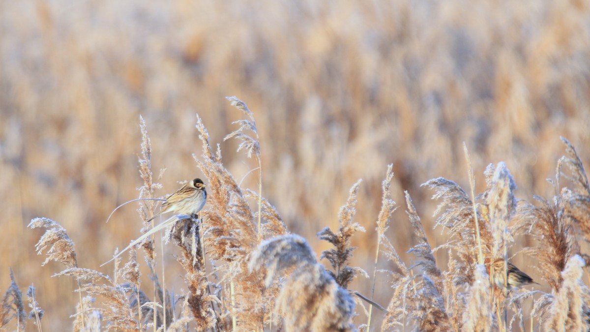 Reed Bunting - ML629665236