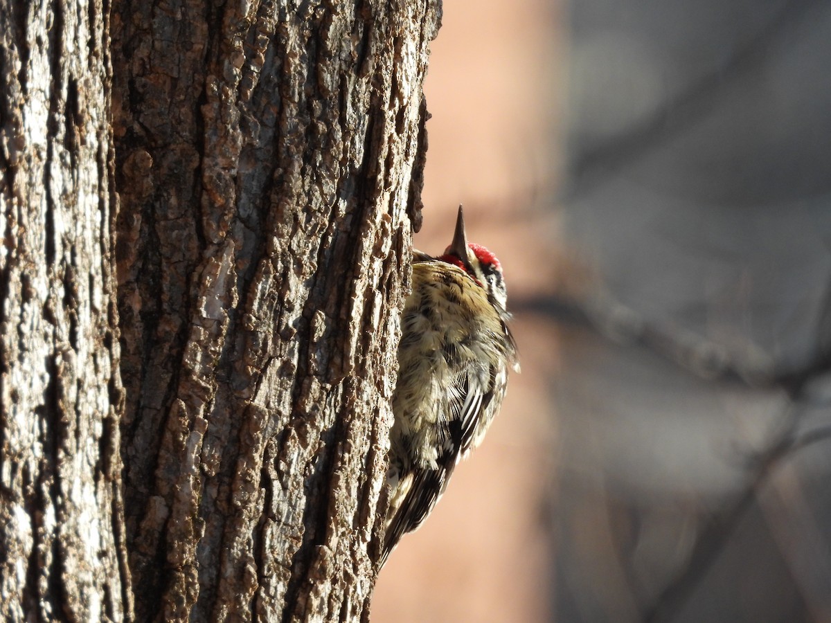 Yellow-bellied Sapsucker - ML629665275