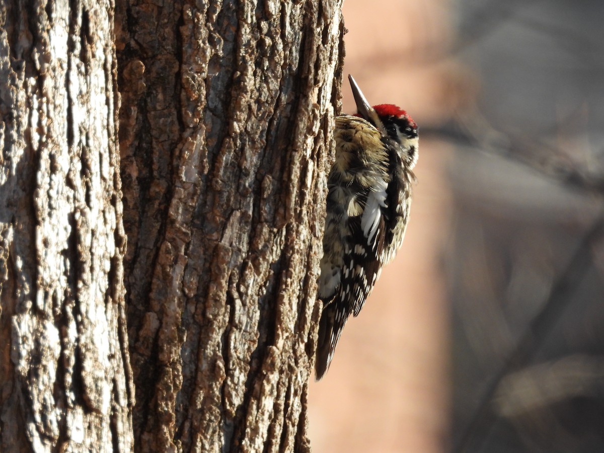 Yellow-bellied Sapsucker - ML629665276