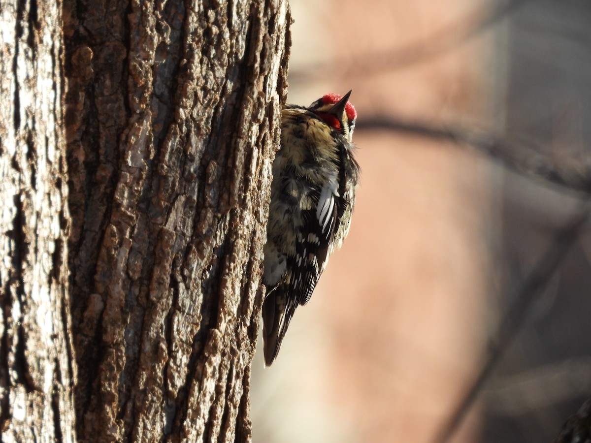 Yellow-bellied Sapsucker - ML629665277