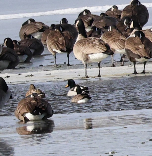 小加拿大雁 - ML629665515