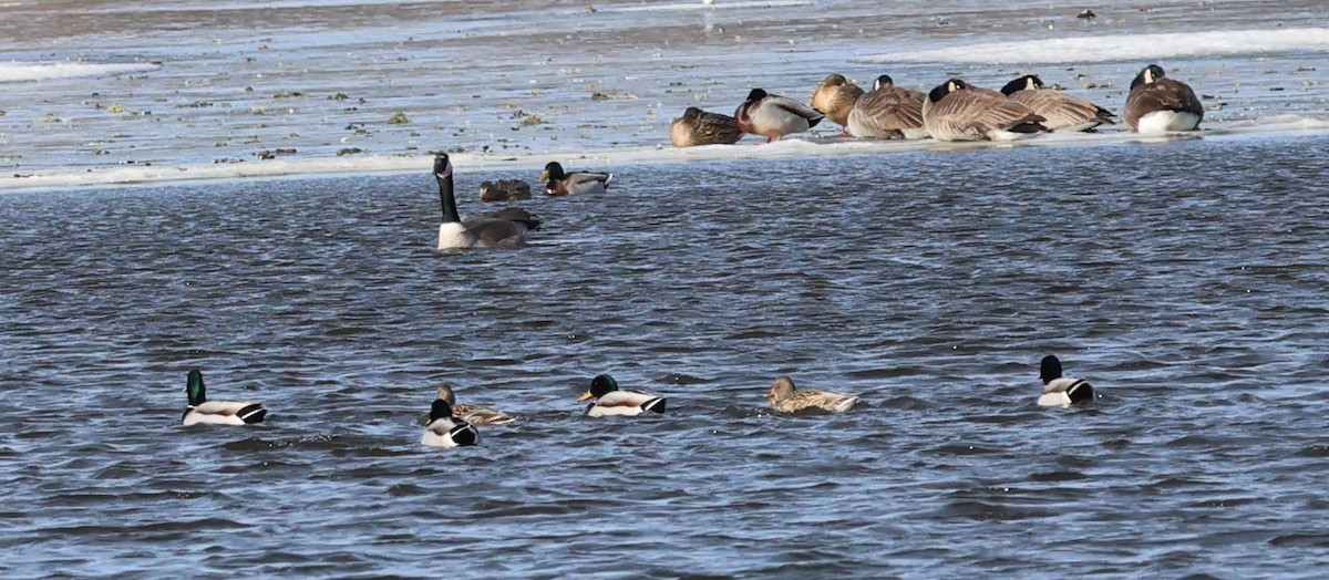 綠頭鴨 - ML629665544