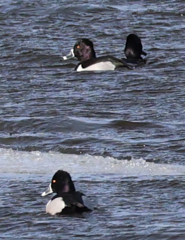 環頸潛鴨 - ML629665567