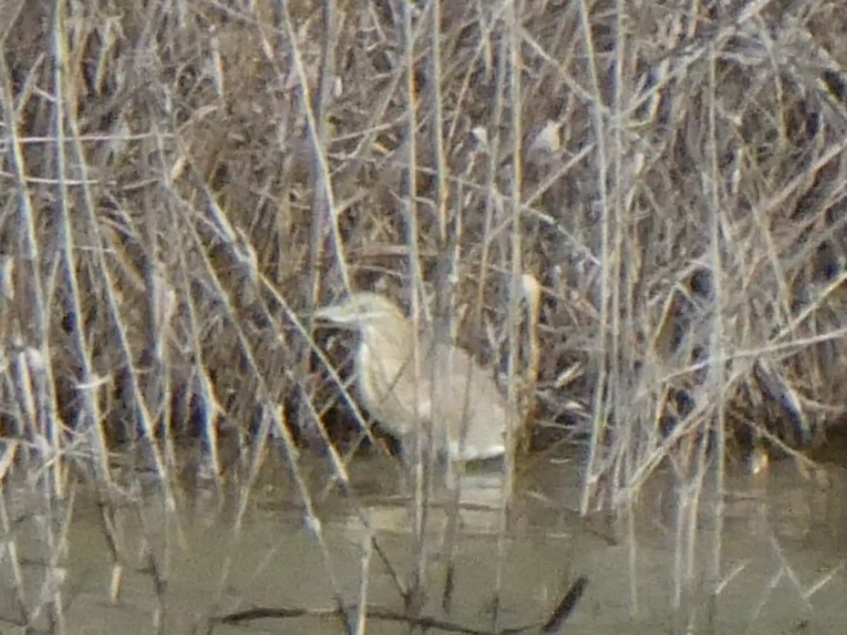 Squacco Heron - ML629665615