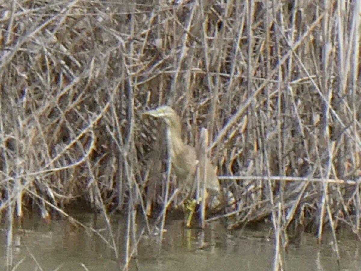 Squacco Heron - ML629665616