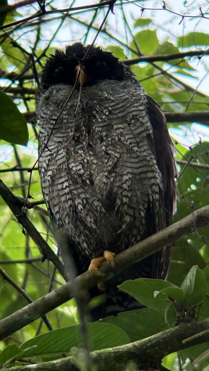 Black-and-white Owl - ML629665635