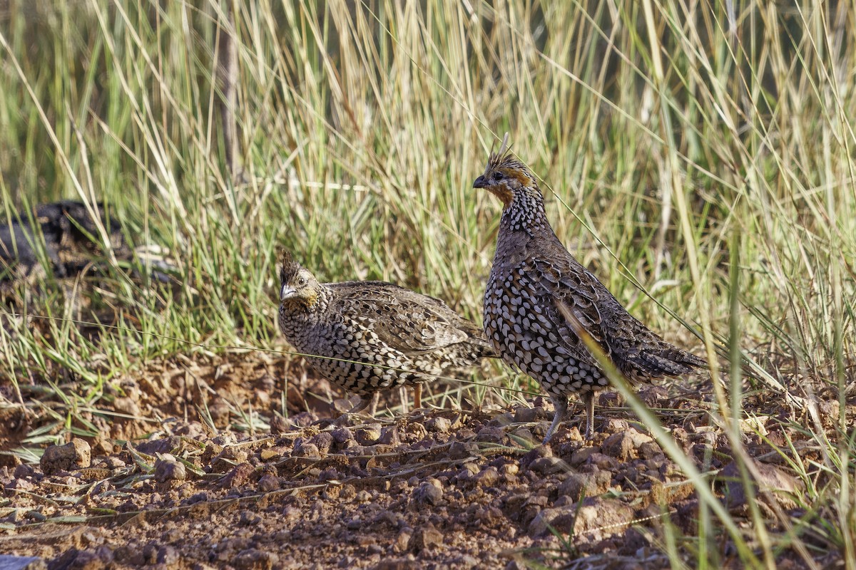 Crested Bobwhite - ML629665965