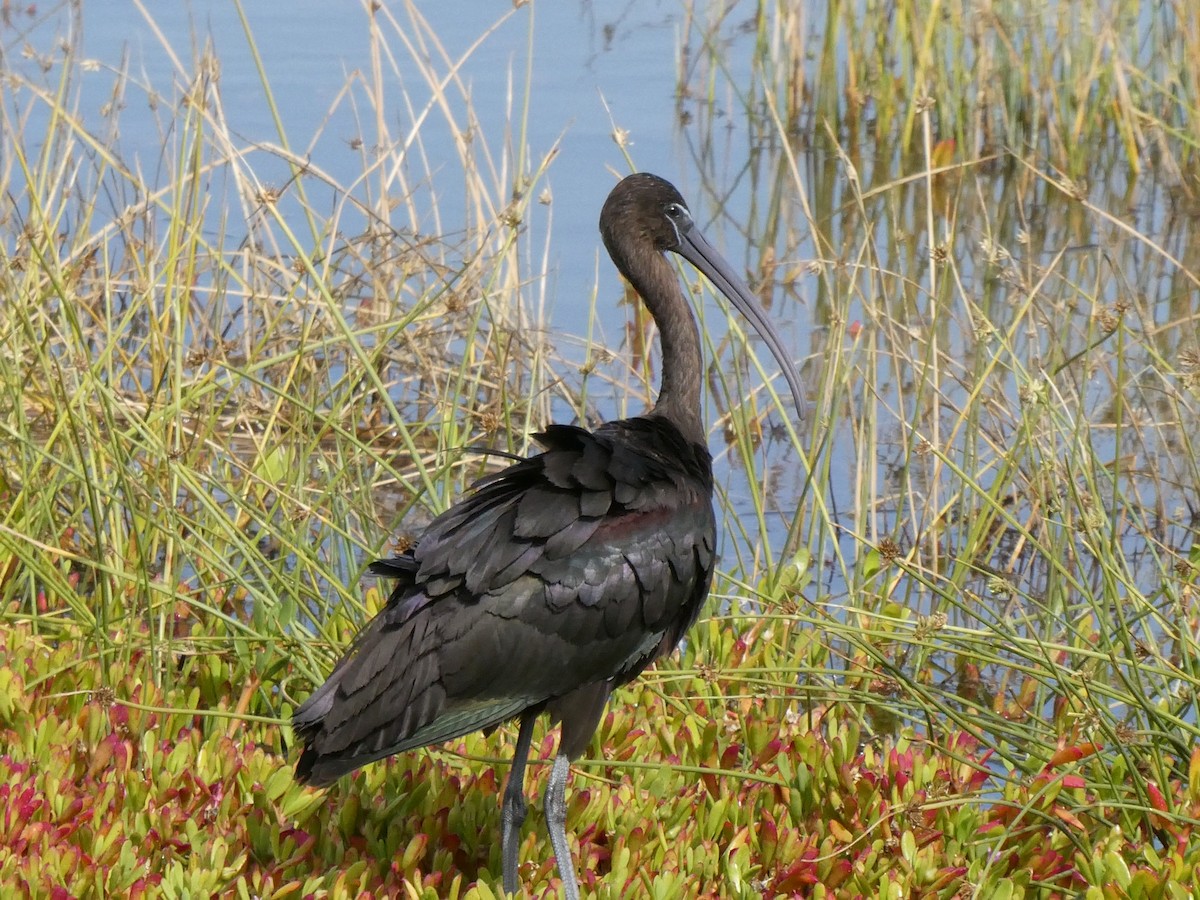 Glossy Ibis - ML629666020