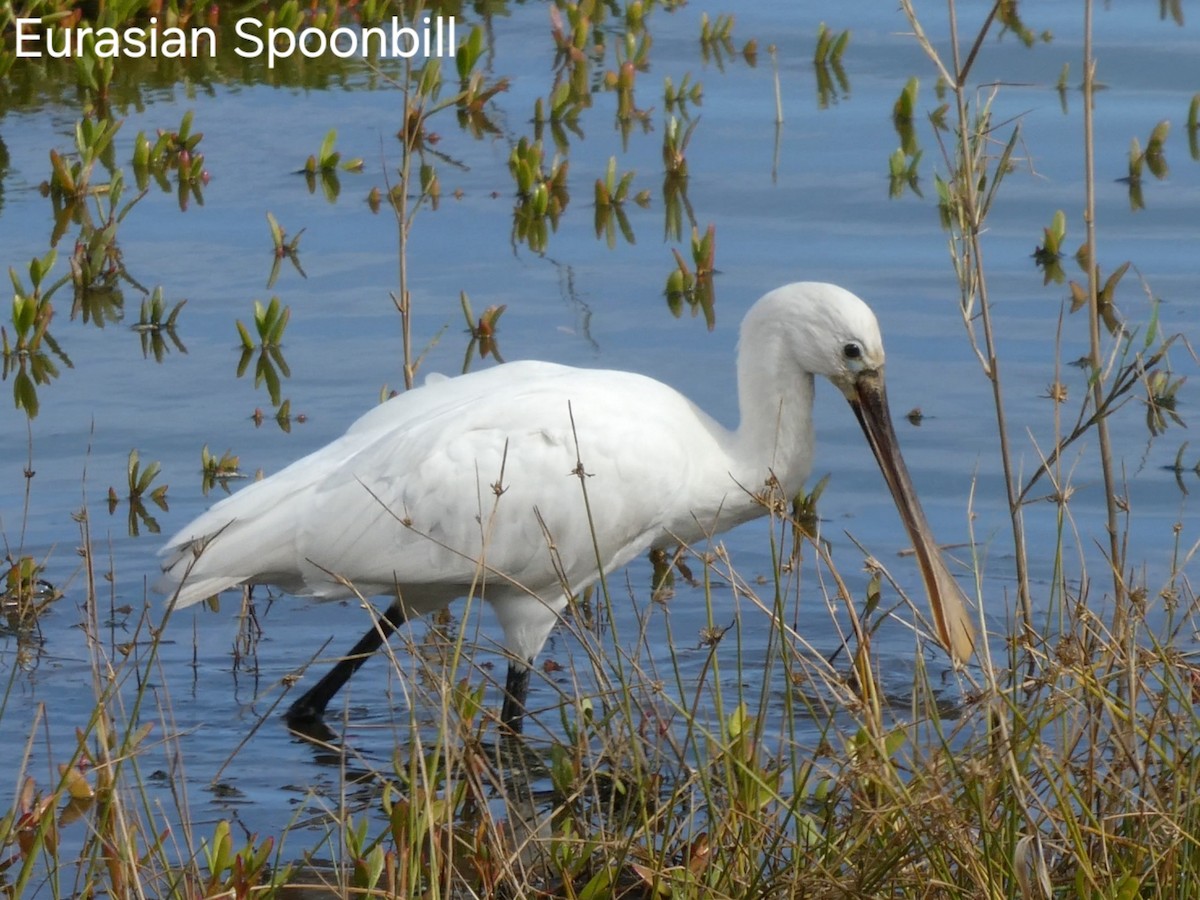 Eurasian Spoonbill - ML629666035