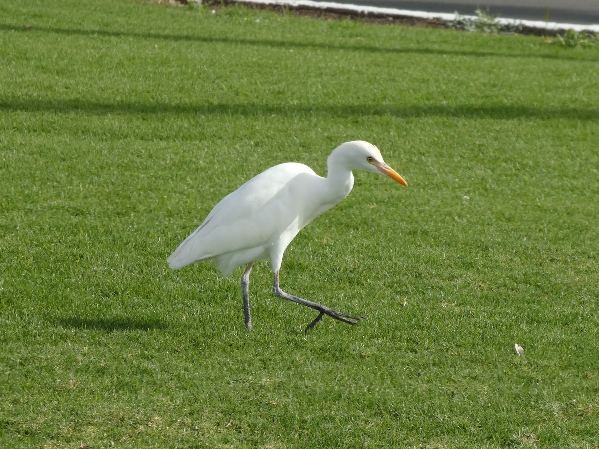 Western Cattle-Egret - ML629666045
