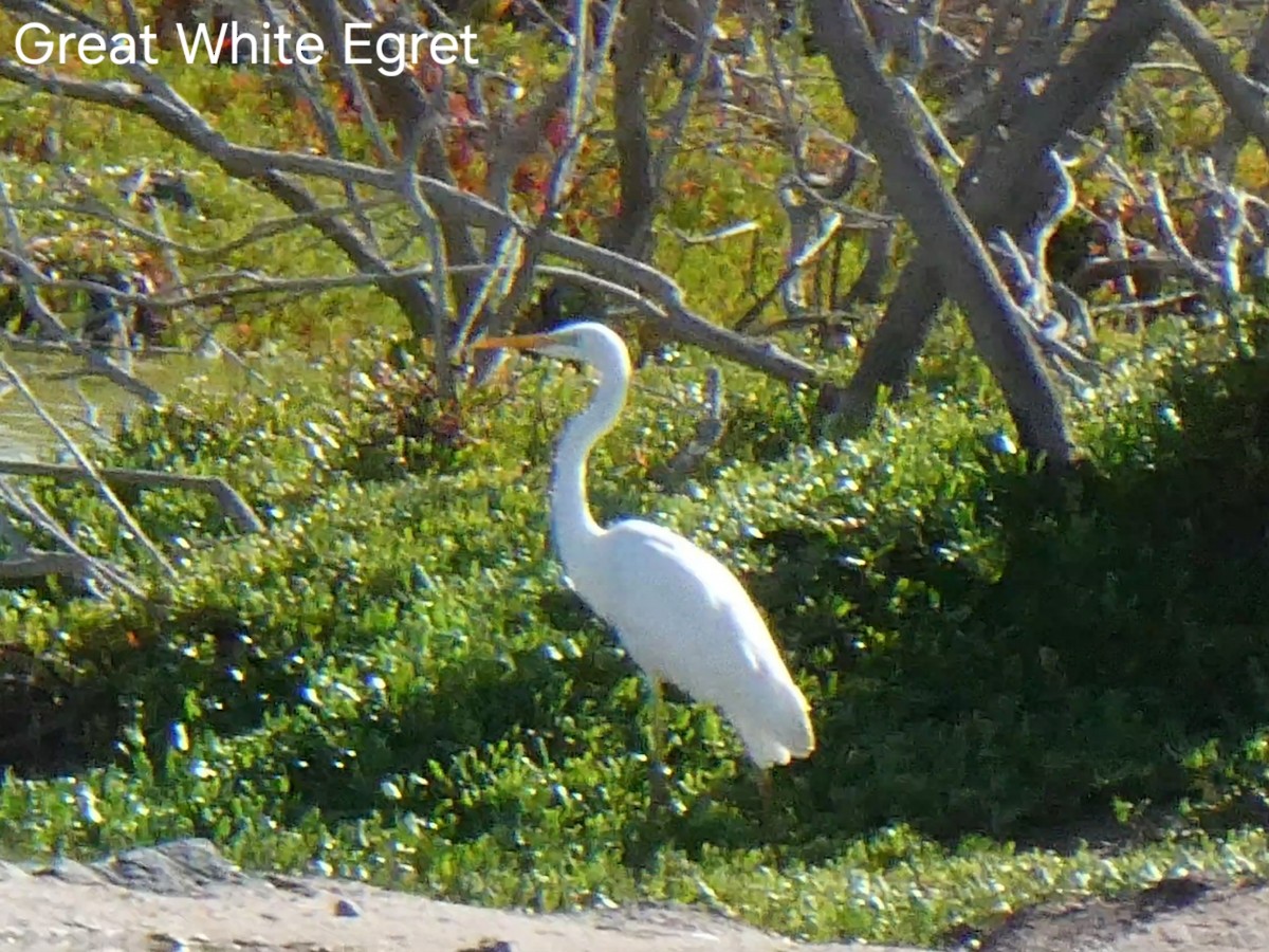 Great Egret - ML629666065