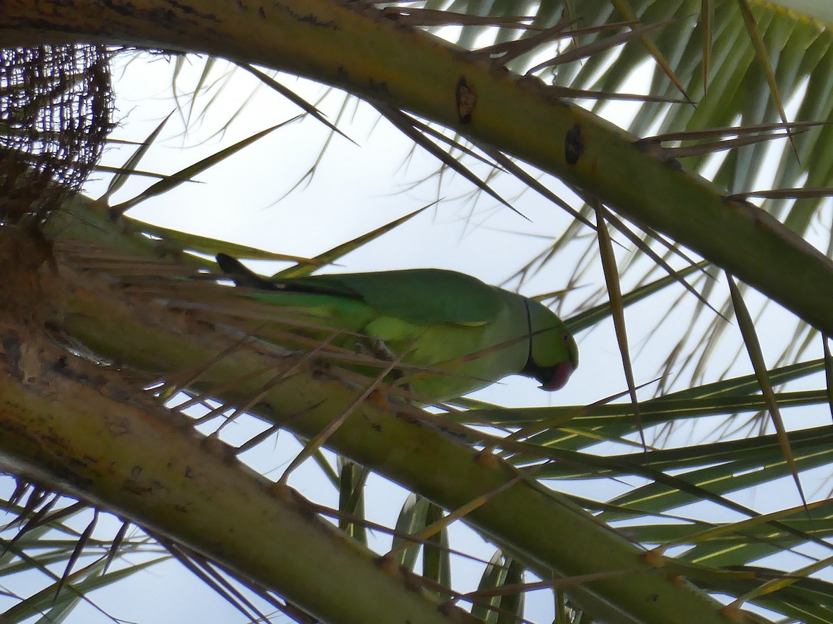 Rose-ringed Parakeet - ML629666101