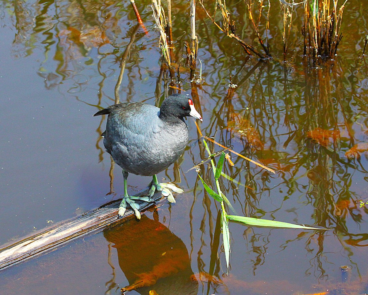 American Coot (Red-shielded) - ML629666117