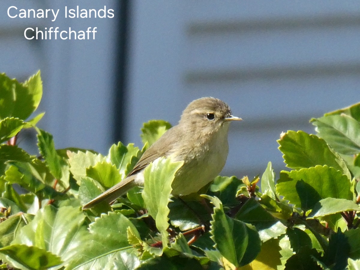Canary Islands Chiffchaff - ML629666121