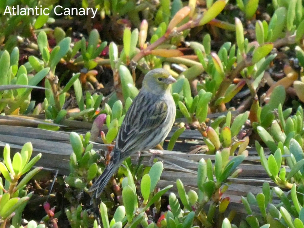 Island Canary - ML629666139
