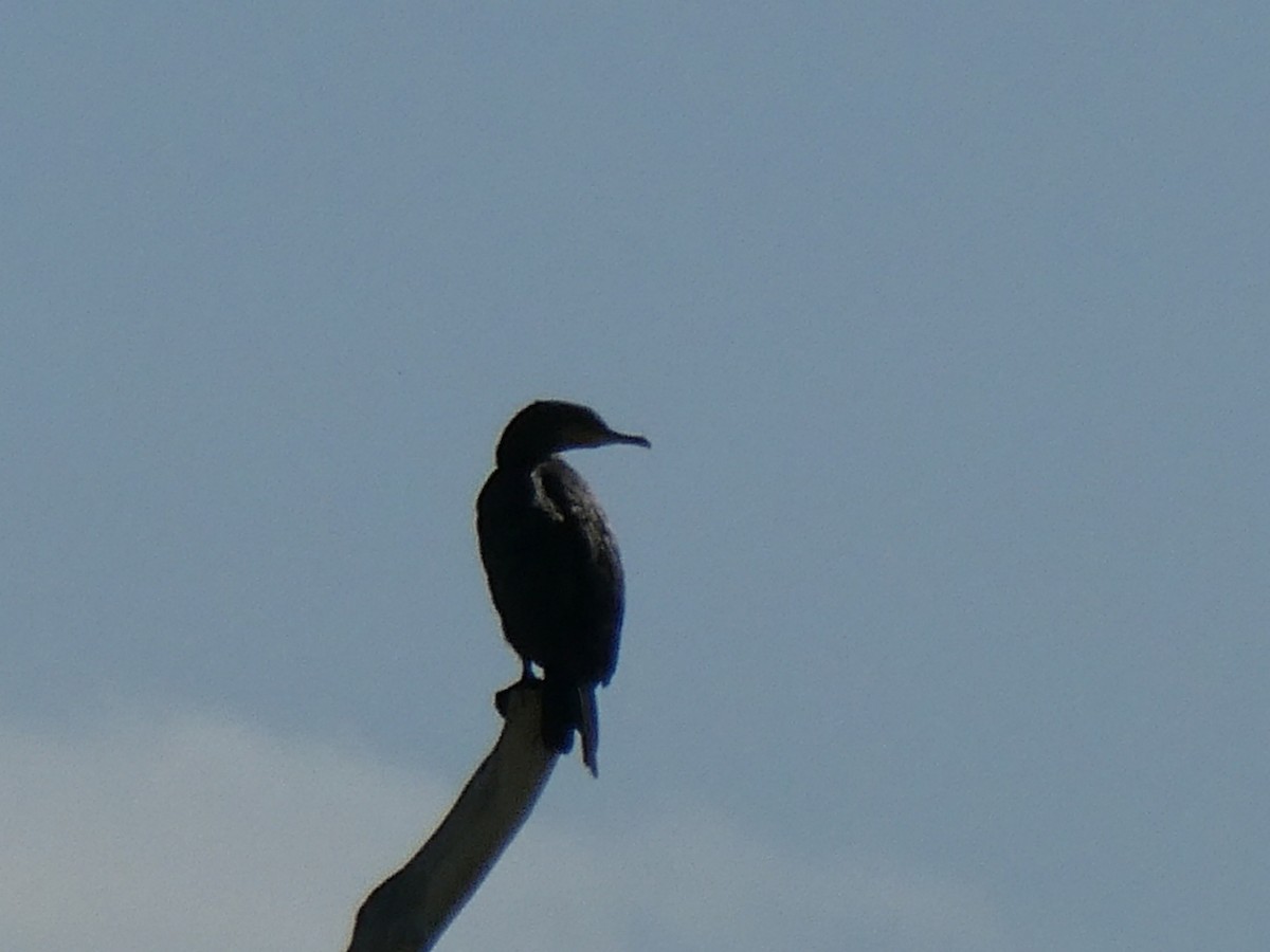 Great Cormorant - ML629666250