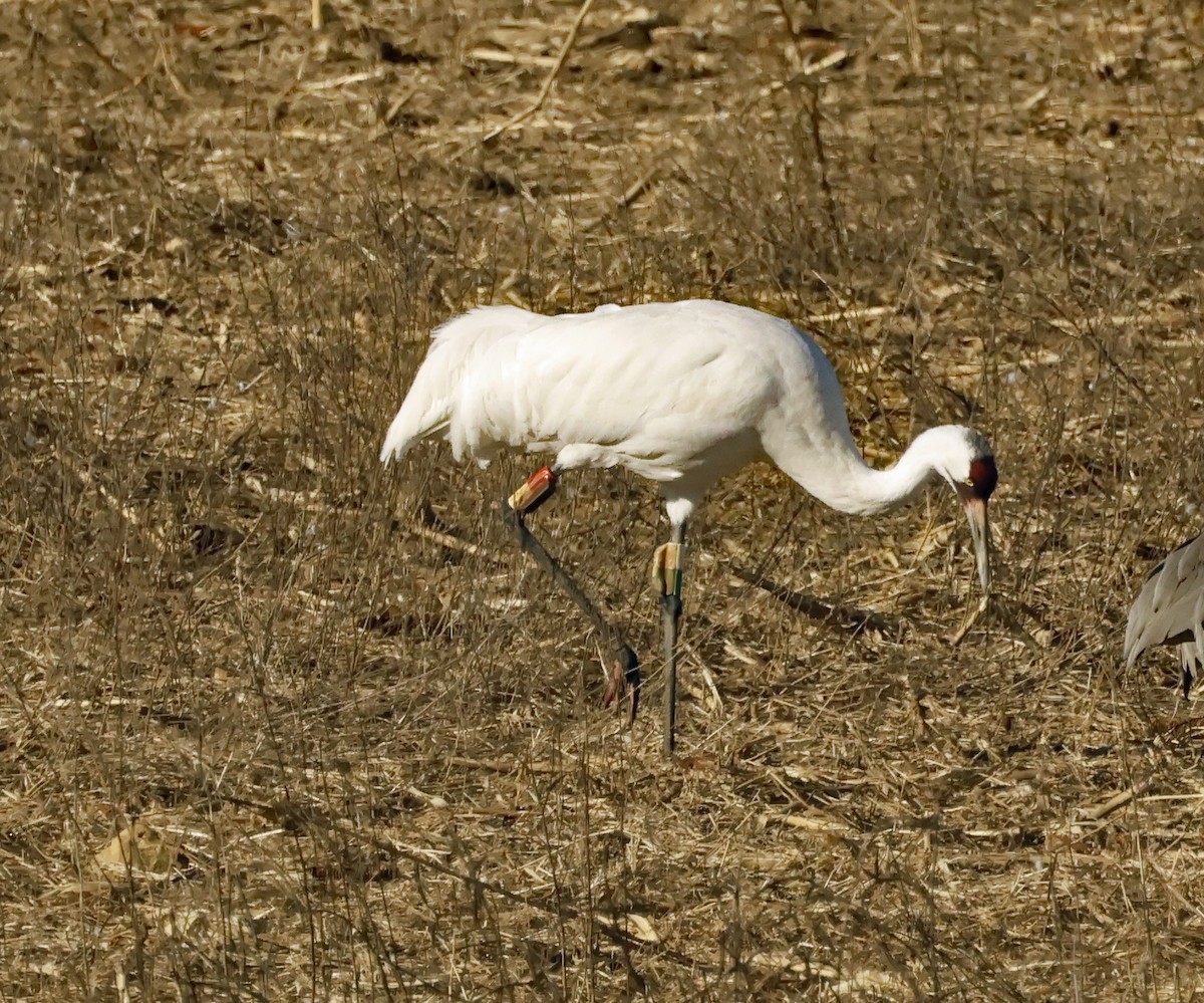 Whooping Crane - ML629666385