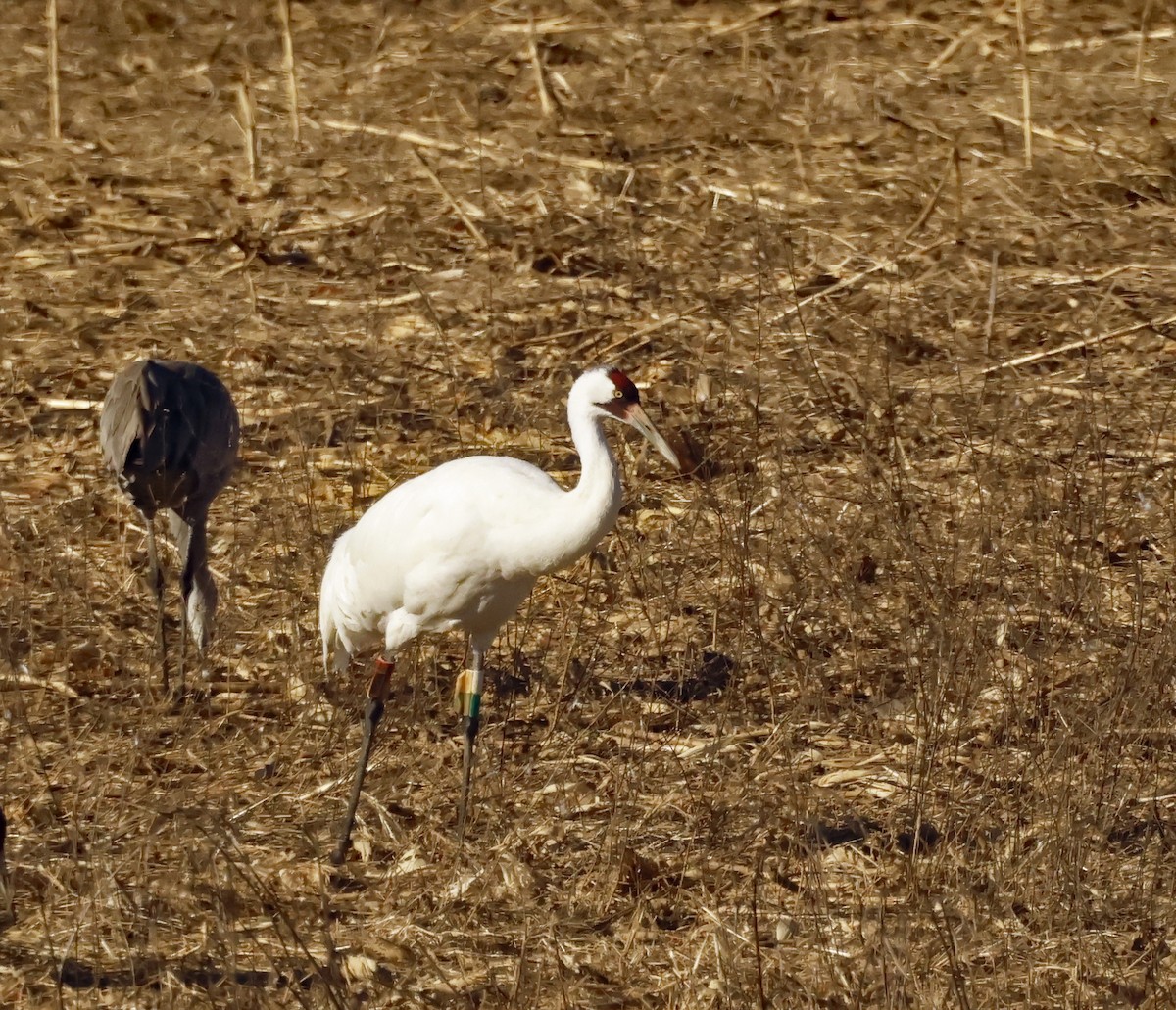 Whooping Crane - ML629666386