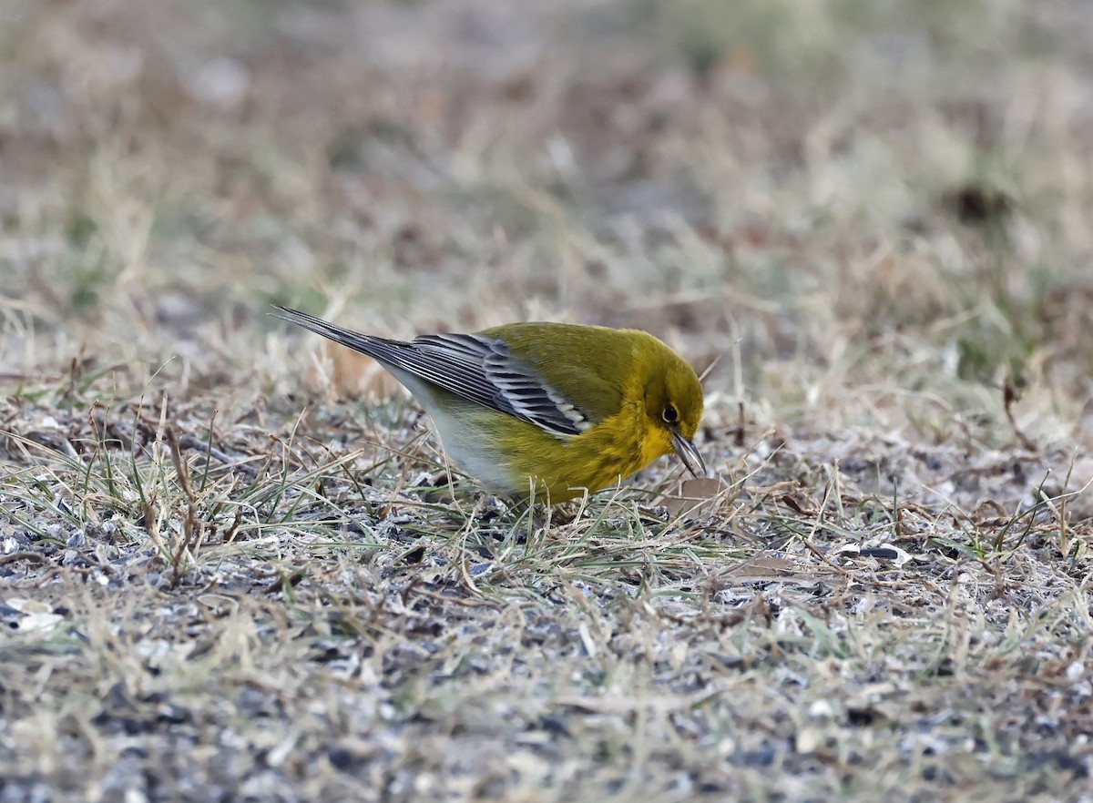 Pine Warbler - ML629666393