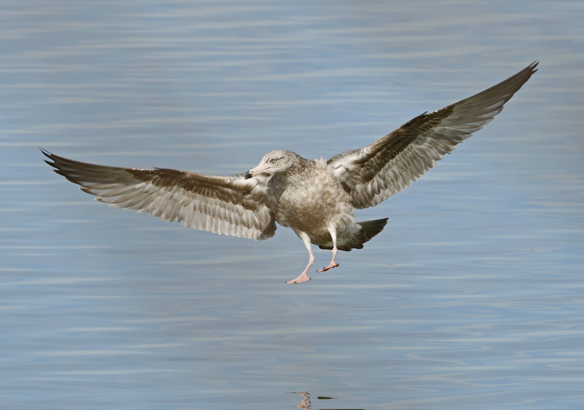 American Herring Gull - ML629666451