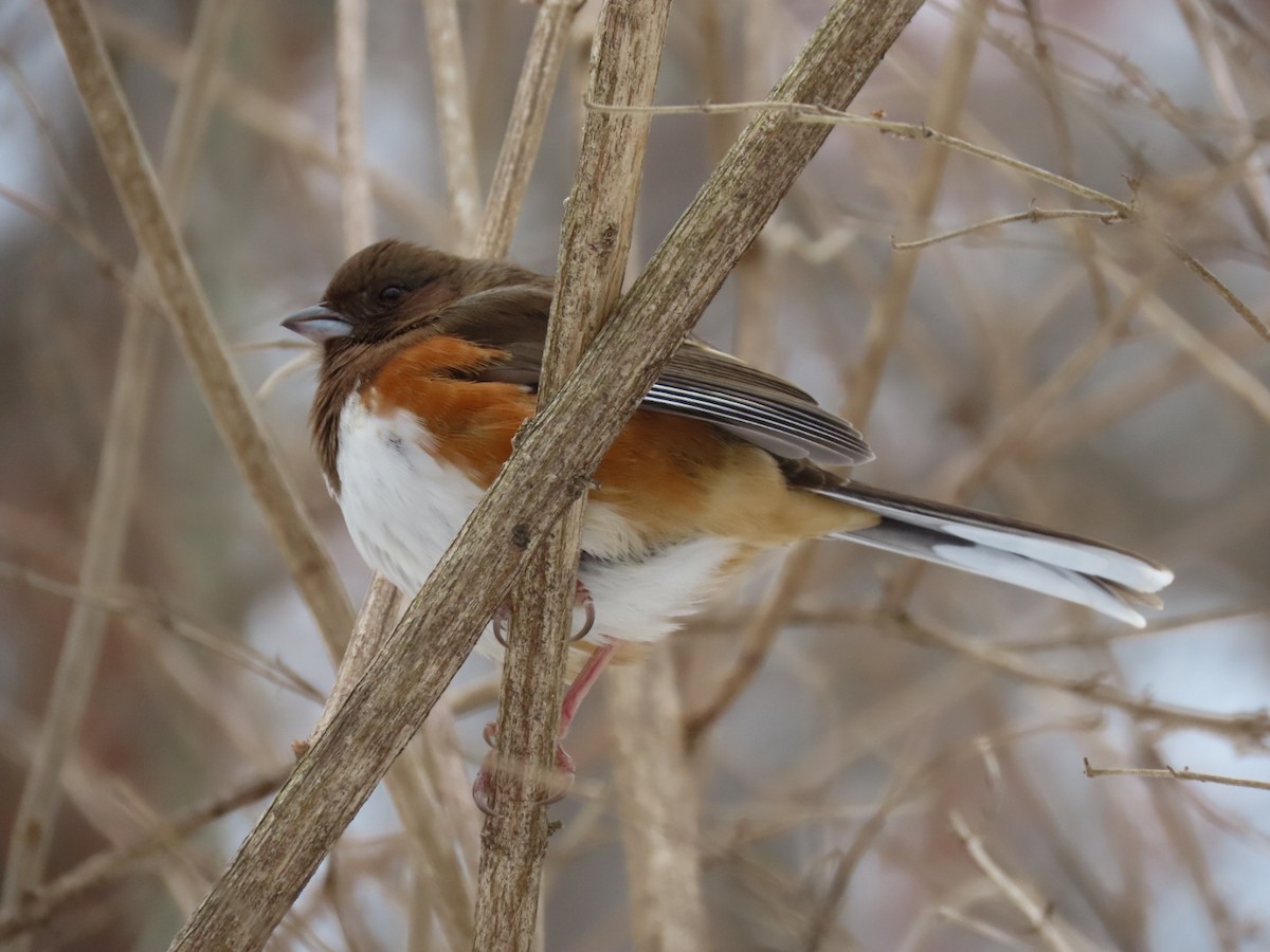 Eastern Towhee - ML629666600