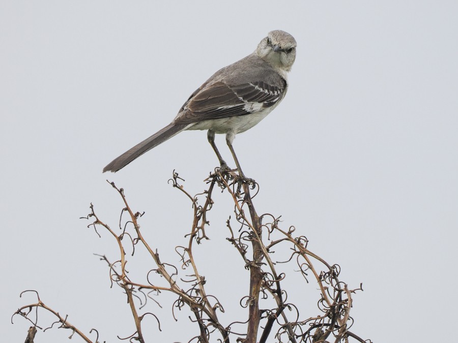Northern Mockingbird - ML629666973