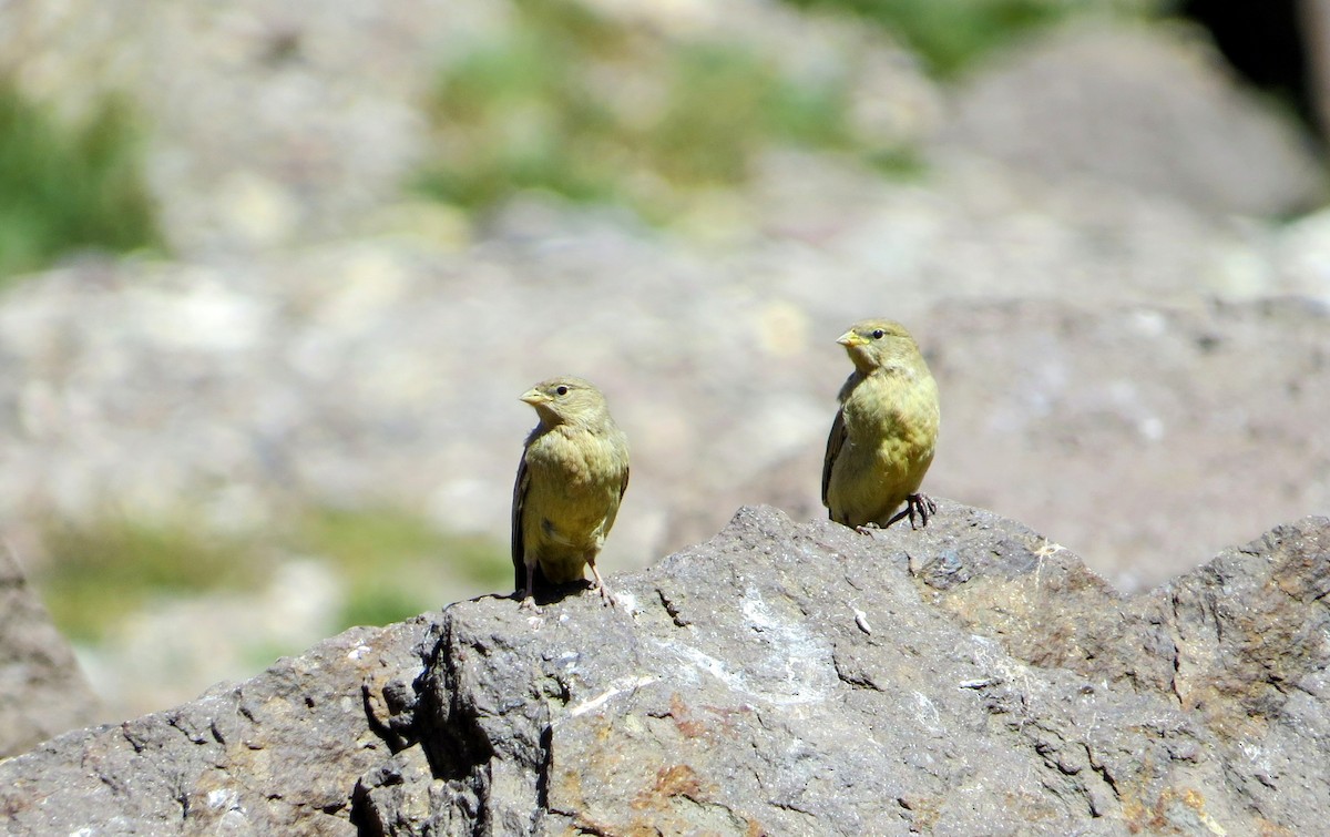 Greater Yellow-Finch - ML629667117