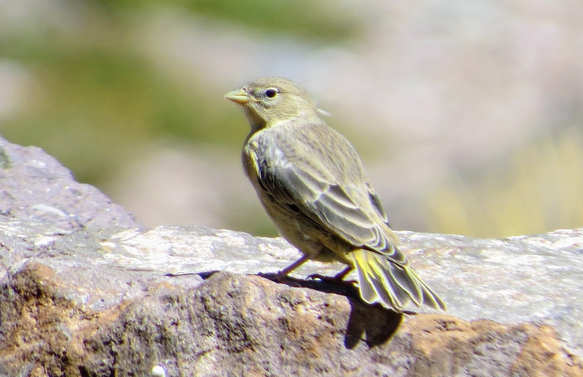 Greater Yellow-Finch - ML629667118